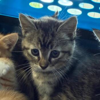 Sylvester -  Domestic Short Hair Cat for Adoption in Watertown, New York - Sylvester | PetCurious