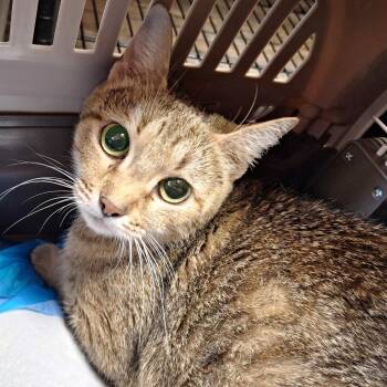 Princess Loolilalu -  Domestic Short Hair Cat for Adoption in Cumming, Georgia - Princess Loolilalu | PetCurious