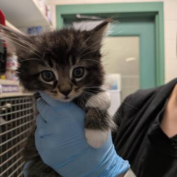 Kip -  Domestic Long Hair Cat for Adoption in South Burlington, Vermont - Kip | PetCurious