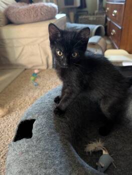 Bean Dip -  Domestic Short Hair Cat for Adoption in Westfield, Wisconsin - Bean Dip | PetCurious