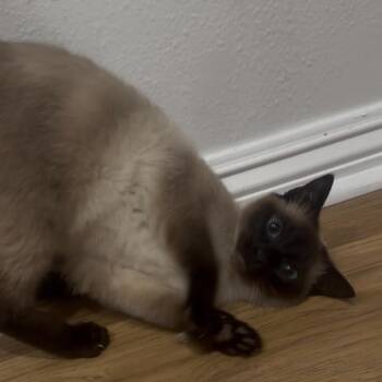 Arendelle -  Siamese Cat for Adoption in Brea, California - Arendelle | PetCurious