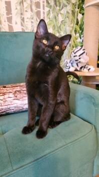 Rescue Bombay and Domestic Short Hair Cats for Adoption in Beaverton, Oregon - Djinn | PetCurious