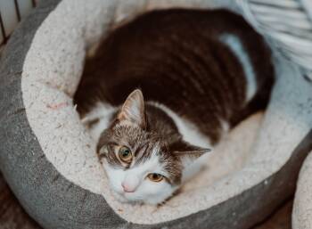 Rescue Tabby Cats for Adoption in Le Mars, Iowa - Josie | PetCurious