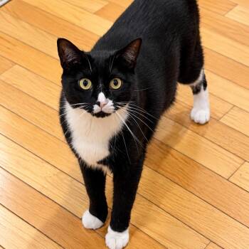 Willow -  Domestic Short Hair Cat for Adoption in Hopkinton, Massachusetts - Willow | PetCurious