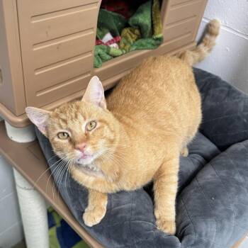 Scarface -  Domestic Short Hair Cat for Adoption in Goshen, Indiana - Scarface | PetCurious