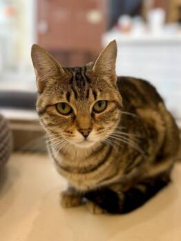 Christina -  Domestic Short Hair Cat for Adoption in Downers Grove, Illinois - Christina | PetCurious