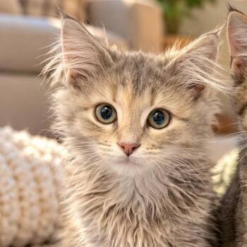 Wraith-C -  Domestic Long Hair Cat for Adoption in East St. Louis, Illinois - Wraith-C | PetCurious