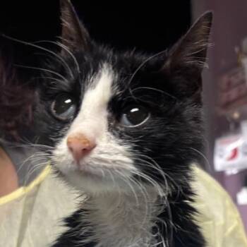 Thumbelina -  Domestic Short Hair Cat for Adoption in Salt Lake City, Utah - Thumbelina | PetCurious