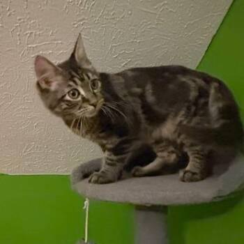 Billy the Kid -  Domestic Short Hair Cat for Adoption in Medina, Ohio - Billy The Kid | PetCurious