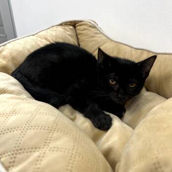 Domestic Short Hair Cats Available for Adoption - Lava Cake | PetCurious