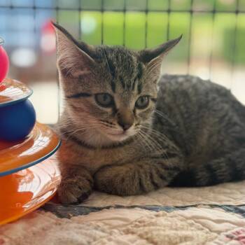 Coastie -  Domestic Short Hair Cat for Adoption in Chesapeake, Virginia - Coastie | PetCurious