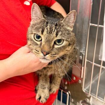 Apollo -  Domestic Short Hair Cat for Adoption in Indianapolis, Indiana - Apollo | PetCurious