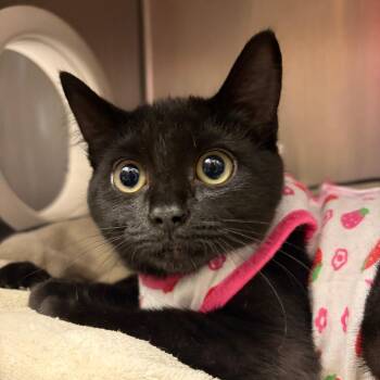 Bubblegum -  Domestic Short Hair Cat for Adoption in Port Angeles, Washington - Bubblegum | PetCurious