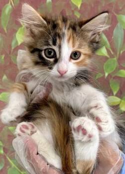 Kernel -  Domestic Medium Hair and Domestic Short Hair Cat for Adoption in San Antonio, Texas - Kernel | PetCurious