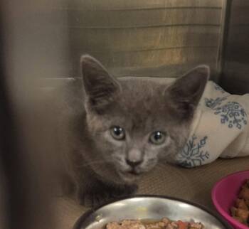 Dori M -  Domestic Short Hair Cat for Adoption in Trenton, New Jersey - Dori M | PetCurious