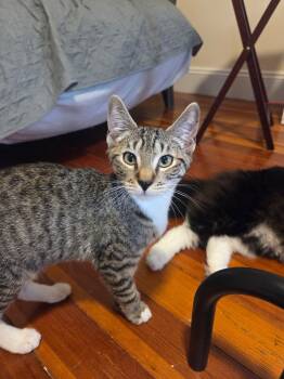 Chimichanga -  Domestic Short Hair Cat for Adoption in Melrose, Massachusetts - Chimichanga | PetCurious