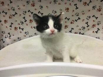FINN -  Domestic Short Hair Cat for Adoption in Riverside, California - FINN | PetCurious