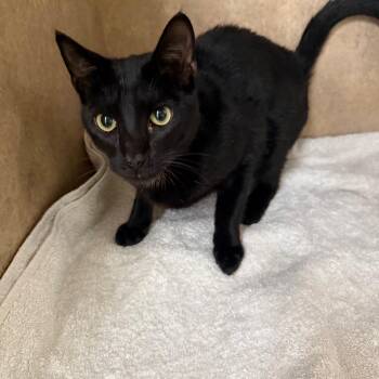 Domestic Short Hair Cats Available for Adoption - Licorice | PetCurious