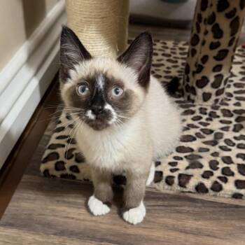 Snowshoe Cats Available for Adoption in Wheeling, Illinois - Mabel | PetCurious