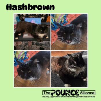 Hashbrown -  Domestic Long Hair Cat Available for Adoption in Liberty Lake, Washington - Hashbrown | PetCurious