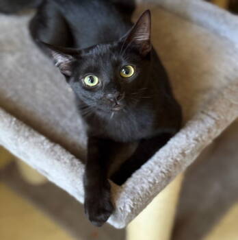 Rescue Domestic Short Hair Cats for Adoption in San Jose, California - Shadow | PetCurious
