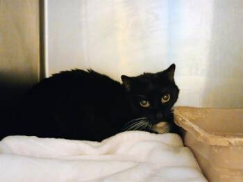 Domestic Short Hair Cats Available for Adoption in West Valley City, Utah - ALMOND JOY | PetCurious