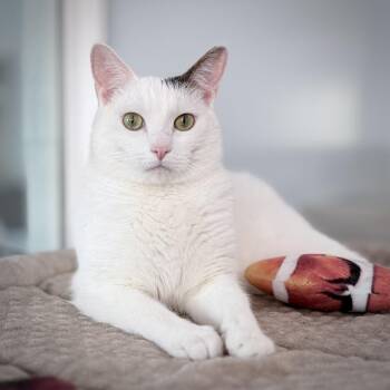 Pierre -  Domestic Short Hair Cat for Adoption in Springfield, Oregon - Pierre | PetCurious