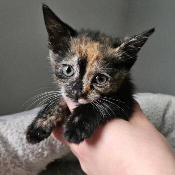 Canela -  Domestic Short Hair Cat for Adoption in Roswell, Georgia - Canela | PetCurious