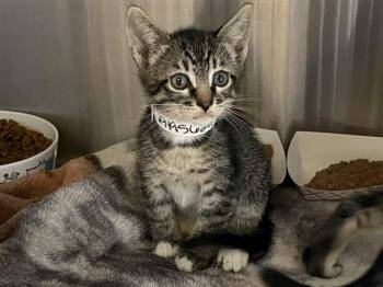 Domestic Short Hair Cats Available for Adoption in Tustin, California - STONEY | PetCurious