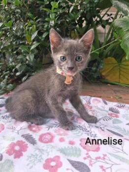 Domestic Short Hair Cats Available for Adoption in Liverpool, Texas - Annelise | PetCurious