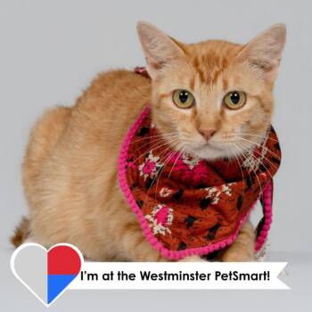 Amazing Grace -  Domestic Short Hair Cat for Adoption in Fort Collins, Colorado - Amazing Grace | PetCurious