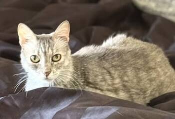 Rescue American Shorthair Cats for Adoption in Glendale, Arizona - Gray | PetCurious
