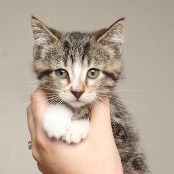 Uncle Henry C70073 -  Domestic Short Hair Cat for Adoption in Minnetonka, Minnesota - Uncle Henry C70073 | PetCurious