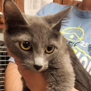 Domestic Short Hair Cats Available for Adoption in Tupelo, Mississippi - Sofie - 052101U | PetCurious