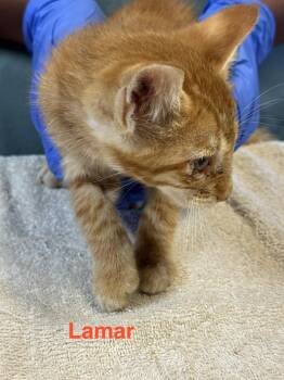 Lamar -  Domestic Medium Hair Cat for Adoption in Shrewsbury, Massachusetts - Lamar | PetCurious