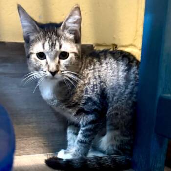 Tease -  Domestic Short Hair Cat for Adoption in Lakeland, Florida - Tease | PetCurious