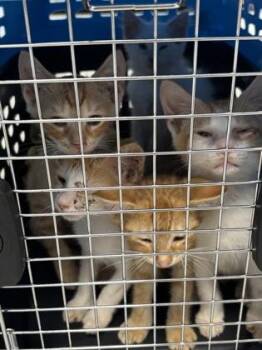 Thimble 795-26 -  Domestic Short Hair Cat for Adoption in Cumming, Georgia - Thimble 795-26 | PetCurious