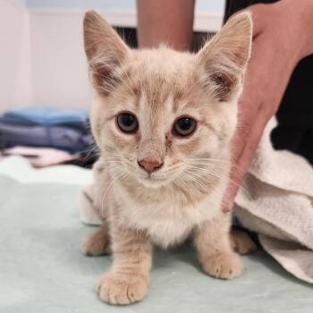 Plato -  Domestic Short Hair Cat for Adoption in Middletown, New York - Plato | PetCurious