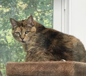 Rescue Domestic Short Hair Cats for Adoption in Saint Johnsbury, Vermont - Mischa | PetCurious