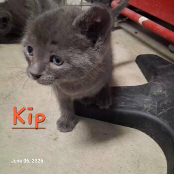 Kip -  Domestic Short Hair Cat for Adoption in Hartford City, Indiana - Kip | PetCurious