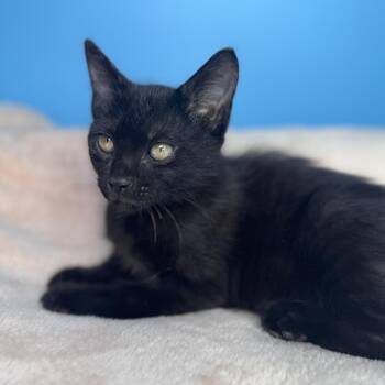 Po-Po -  Domestic Short Hair Cat for Adoption in San Antonio, Texas - Po-Po | PetCurious