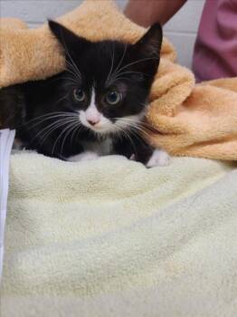 CAROLINA REAPER -  Domestic Short Hair Cat for Adoption in Derwood, Maryland - CAROLINA REAPER | PetCurious