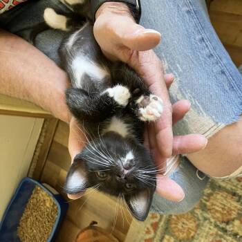 Long John -  Domestic Short Hair Cat for Adoption in Kanab, Utah - Long John | PetCurious
