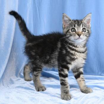 Domestic Short Hair Cats Available for Adoption in Mobile, Alabama - Maria | PetCurious