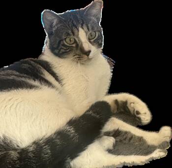 Pretty Boy -  Tabby Cat for Adoption in Palo Alto, California - Pretty Boy | PetCurious