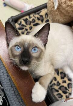 Purrlot -  Snowshoe and Siamese Cat for Adoption in Hillsboro, Texas - Purrlot | PetCurious
