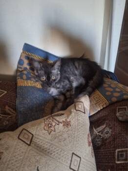 Rescue British Shorthair and Maine Coon Cats for Adoption in Brampton, Ontario - Stella & Sona | PetCurious