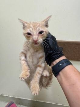 Domestic Short Hair Cats Available for Adoption in Fremont, California - A198271 | PetCurious
