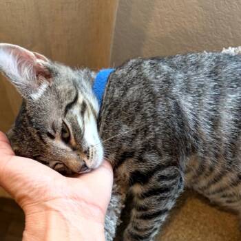Domestic Short Hair Cats Available for Adoption in Las Vegas, Nevada - Berlin | PetCurious