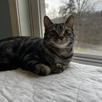 Cici -  Domestic Short Hair Cat for Adoption in Pittsburgh, Pennsylvania - Cici | PetCurious